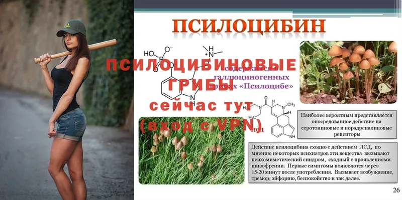 Псилоцибиновые грибы Psilocybine cubensis  Тетюши 